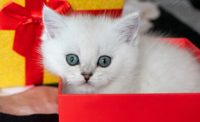 kitten in a gift box