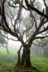 The magical twilight in the prehistoric rainforest Fanal on Madeira island, Portugal