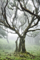The magical twilight in the prehistoric rainforest Fanal on Madeira island, Portugal