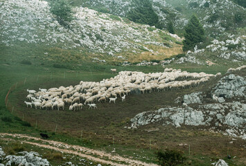 Stado owiec w górach latem © Seance_Photo_Sylwia