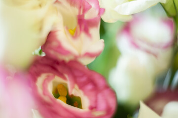 Lisianthuses. Macro photo of flowers. Selective focus. Artistic style.