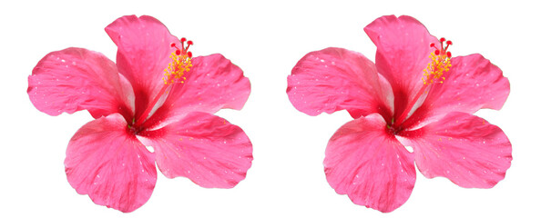 isolated​ pink Hibiscus flower on​ white​ background.​  