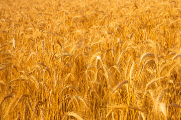 Golden wheat in the field. Grain spikes ripening in summer before the harvest.