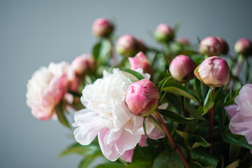 A bouquet of peonies in a transparent glass vase. Pink and white peonies. Selective focus. Artistic style.
