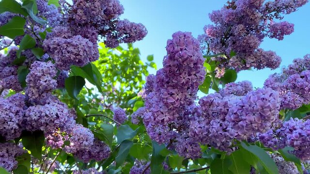 Lilac garden trees nature spring time botany 4k video