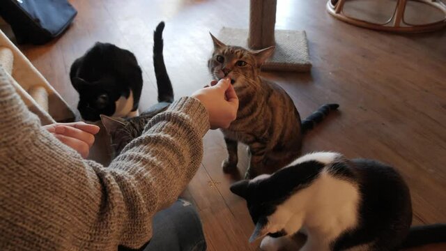 Over the shoulder shot of a kind woman feeding treats to cute and adorable kittens inside of an animal rescue shelter for cat adoption.