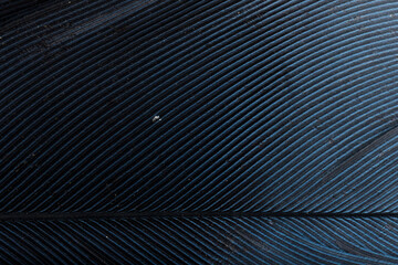Obraz premium Beautiful Bright Blue, Yellow and Green Peacock Feather Close up Detail Texture. Abstract Pattern Background