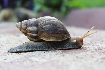 Snail body beside view. photo blur background