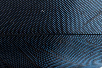 Beautiful Bright Dark Blue Feather Close up Detail Texture. Abstract Pattern Background