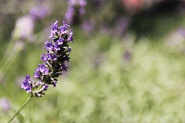 lavender flowers in the garden