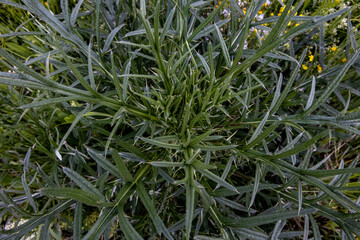 barbed field plant on a green meadow. Summer background flora