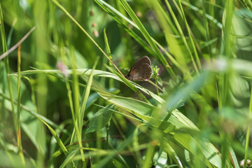 Swedish butterfly resting on a grass straw in the forest. One of the small butterflies that fly around the grass and belongs to one of the 120 species in Swedish nature in the summer.