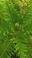 green fern leaves