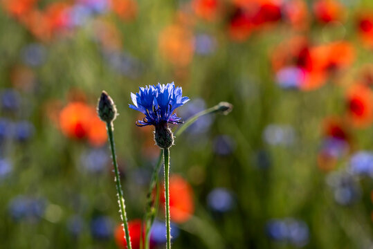 Makroaufnahme von einer Kornblume zwischen Monblumen