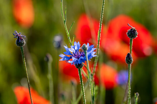Makroaufnahme von einer Kornblume zwischen Monblumen