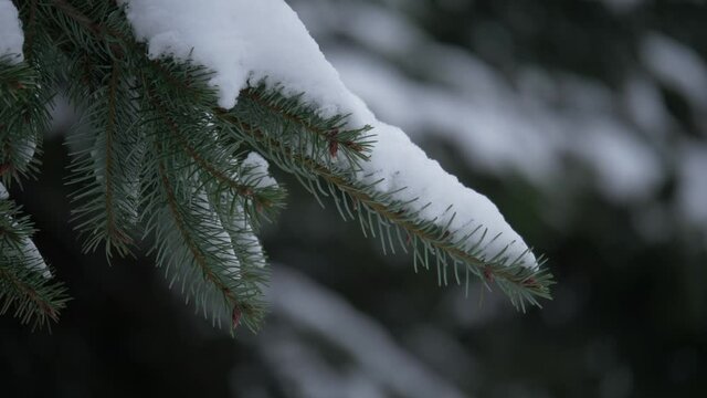 Branches of pine trees covered with snow