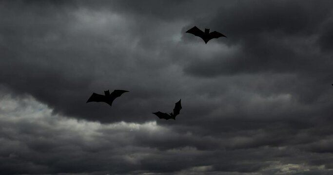 Bats on the stormy sky background