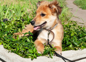 cute brown puppy in black collar and leash near on green grass in shelter
