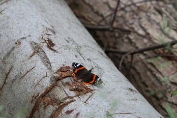 An admiral butterfly on a birch trunk