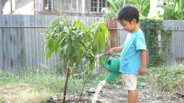 4K Asian cute child boy watering mango tree plant in garden. Kid in blue t-shirt help to do gardening in summer, happy family activity for nature learning. Earth day and save world concept.