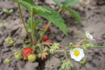 Flowers and berries of a strawberry on a bed