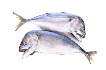 Mackerel fish isolated on white background