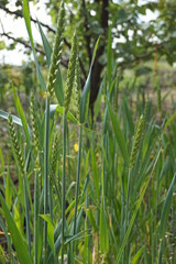 Ears of growing rye. Plants from which rye flour and bread are made