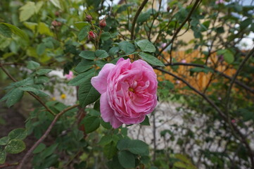 Blooming tea pink rose near the fence in the garden.