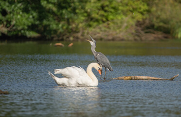 Schwan und Graureiher
