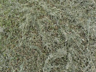 Textures of mown grass that starts to turn yellow in the sun.