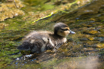 Little ducklings.