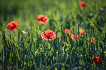 Bildausschnitt von einem Mohnblumenfeld