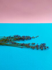 Delicate beautiful lavender lies on a blue-pink background