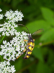 Close up of Rutpela maculata, the spotted longhorn, a beetle species of flower longhorns. This beetle is widespread in most of Europe.