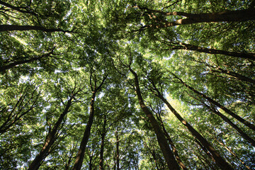 Blick hinauf in das Kronendach der Buchen im Nationalpark Jasmund (UNESCO Welterbe)