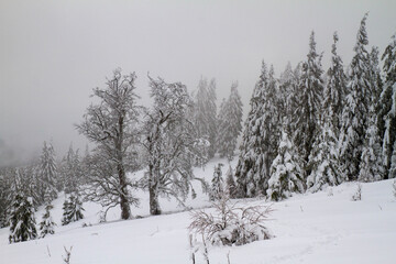 poor visibility in the forest mountains