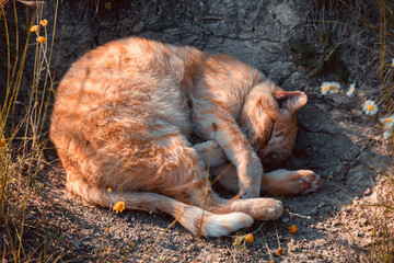 Sweet orange country cat curled up in the ground and sleeping in the oblique sun rays of a late summer afternoon.