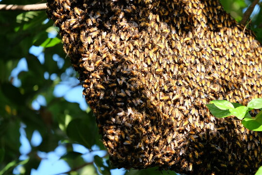 Bees make large nests on trees to find nectar from flowers.