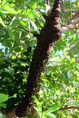 Bees make large nests on trees to find nectar from flowers.