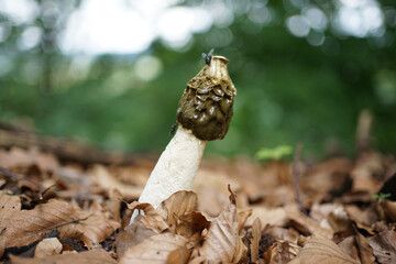 Close up of phallus impudicus, known colloquially as the common stinkhorn, is a widespread fungus recognizable for its foul odor and its phallic shape when mature,              