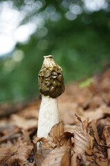 Close up of phallus impudicus, known colloquially as the common stinkhorn, is a widespread fungus recognizable for its foul odor and its phallic shape when mature,              