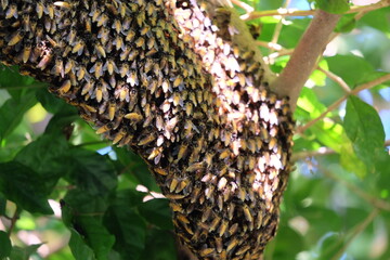 Bees make large nests on trees to find nectar from flowers.