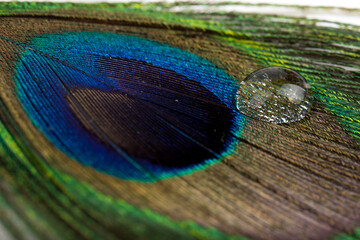 Fototapeta premium Beautiful Bright Blue, Yellow and Green Peacock Feather Close up Detail Texture. Abstract Pattern Background
