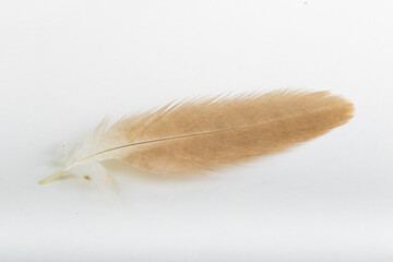 Beautiful Bright White and Brown Feather Close up Detail Texture in white background. Abstract Pattern Background