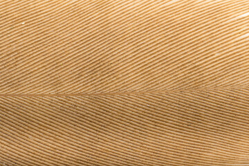 Fototapeta premium Beautiful Bright White and Brown Feather Close up Detail Texture. Abstract Pattern Background