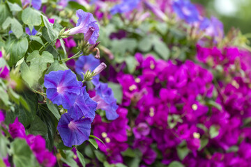 Ipomées et bougainvillier dans un jardin au printemps