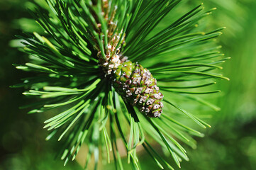 green cone on the tree