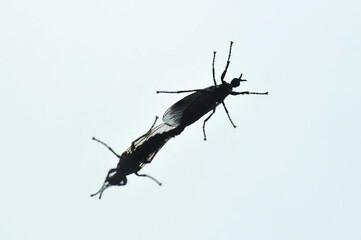 silhouettes of mating insects on the glass