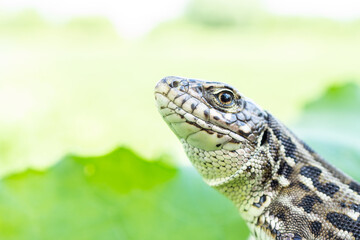 lizard on the grass