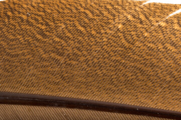 Beautiful Bright White and Brown Feather Close up Detail Texture. Abstract Pattern Background